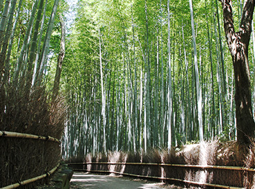 tikurin